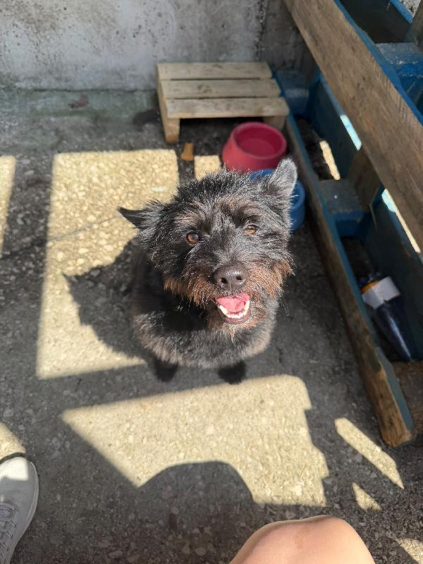 CASH - cagnolino di 15 mesi - taglia piccola Foto 3